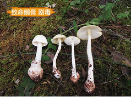 夏季采食野生蘑菇当心中毒