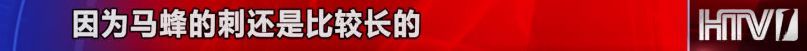 杭州两男子为吃蜂蛹惹怒马蜂1死1重伤!