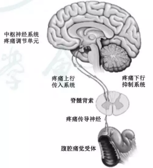 慢性腹痛基层诊疗指南（实践版·2019）