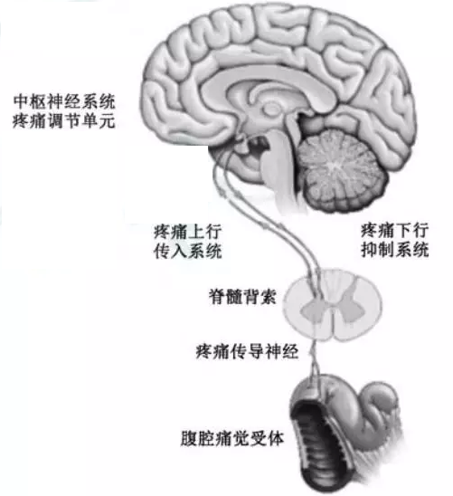 慢性腹痛基层诊疗指南（2019年）