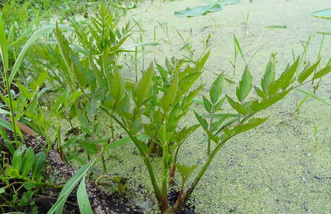 小心野芹中毒，学会鉴别毒芹