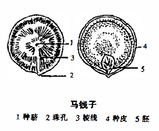 士的宁和马钱子碱中毒