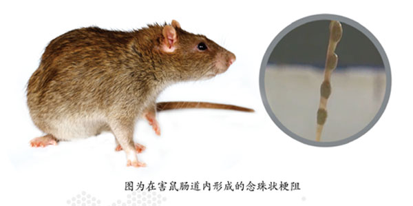 世双鼠靶--地芬·硫酸钡--新型灭鼠剂