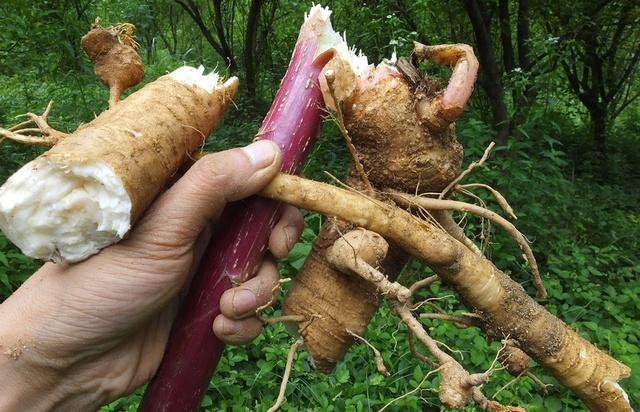 山萝卜 商陆 并非土人参逐水消肿利二便当补药食用中毒 农药中毒急救网