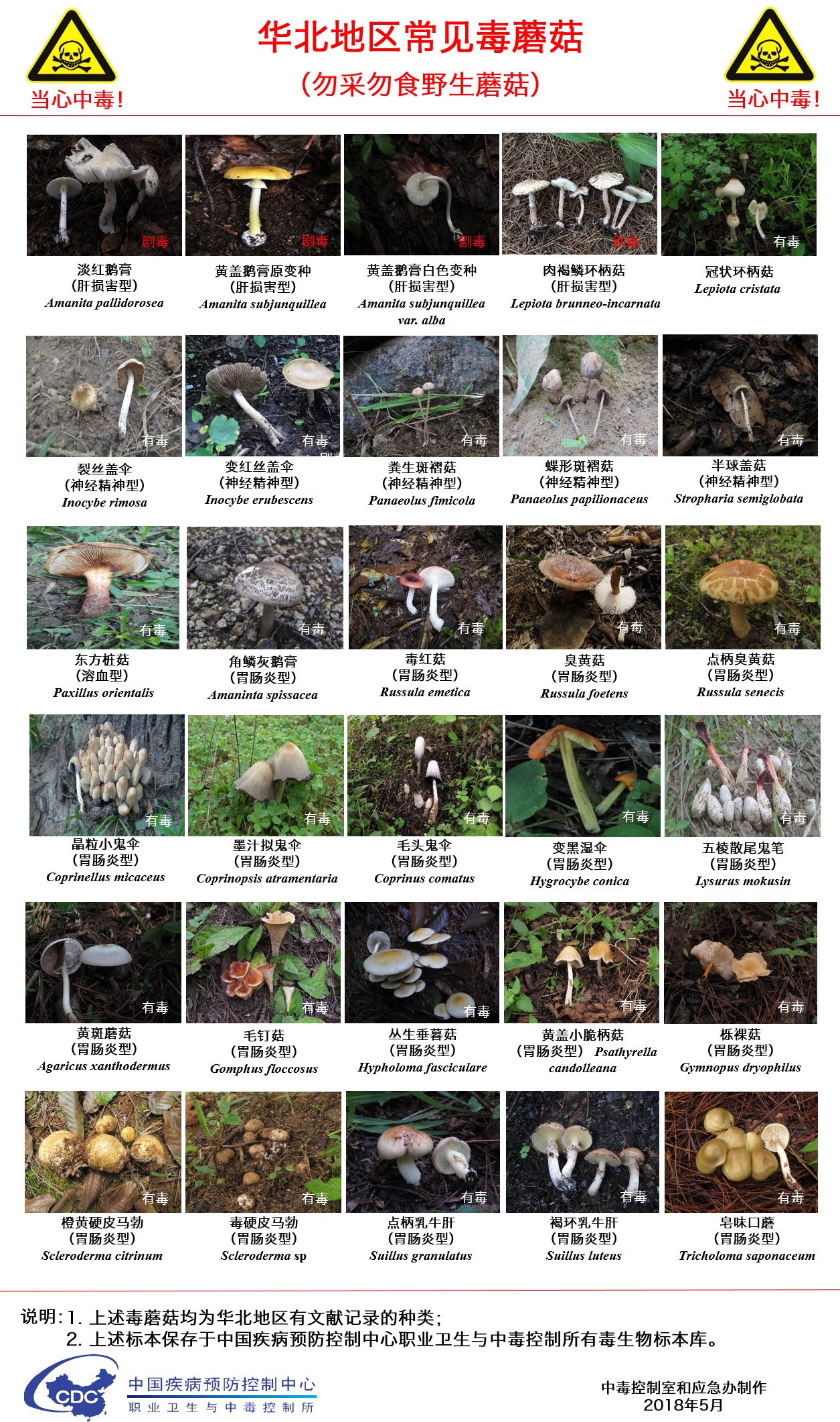 华北地区常见毒蘑菇